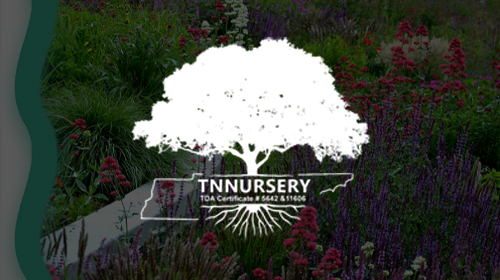TNN NURSERY