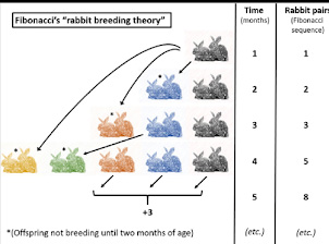Fibonacci Sequence in “Rabbit Breeding Theory”