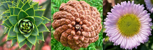 Fibonacci patterns in nature