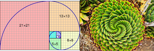 Fibonacci sequence in flower petal arrangement